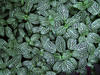 DSCF0130