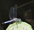 DSCF0108fp