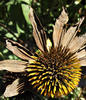 DSCF0105