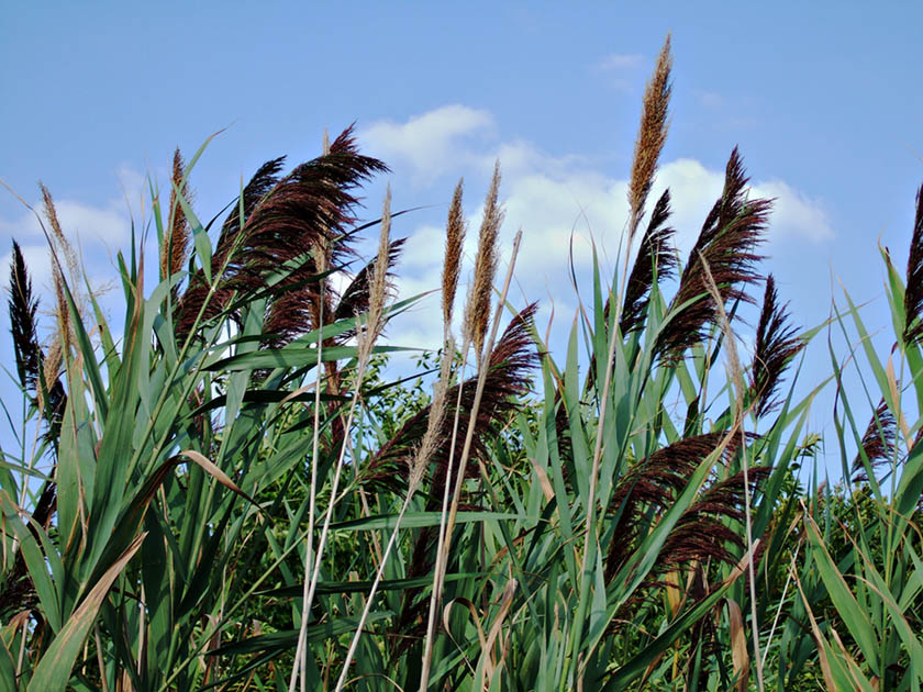DSCF0066