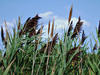 DSCF0066
