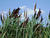 DSCF0066