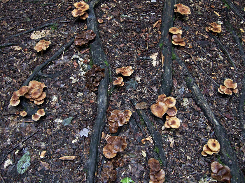 DSCF0639