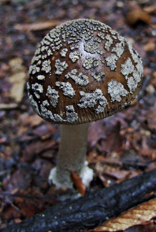 DSCF0661
