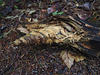 DSCF0624