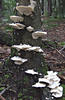DSCF0627