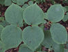 DSCF0635