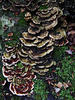 DSCF0637