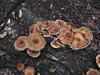 DSCF0638