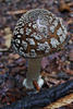 DSCF0661