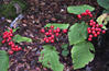 DSCF0663