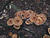 DSCF0638