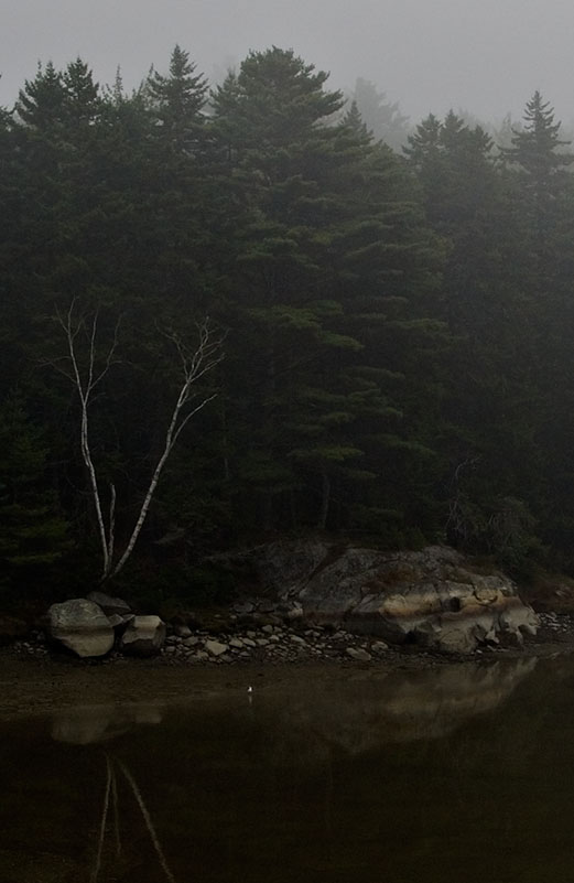 Standing Gull in Fog - Vertical