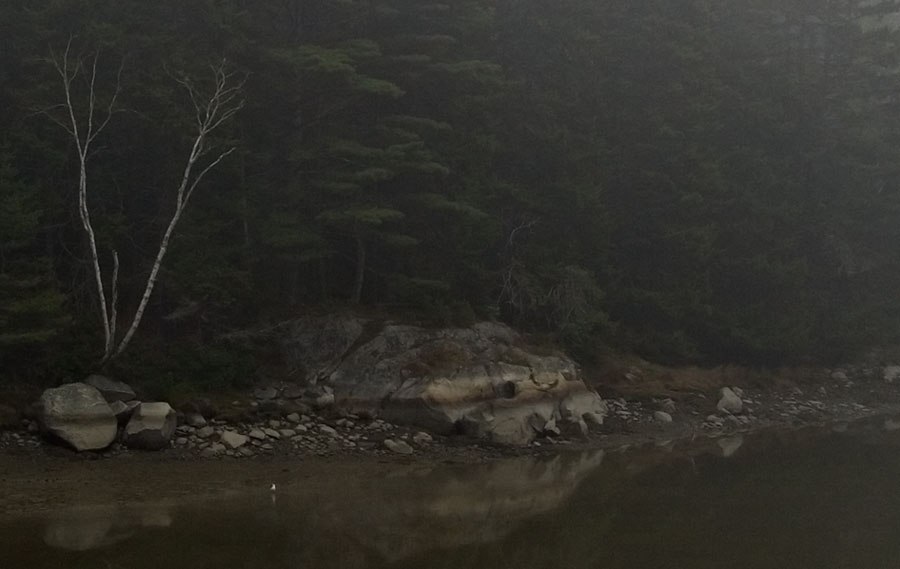 Standing Gull in Fog - Horizontal
