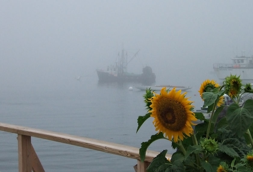 Sunflowers and Fog