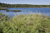 West side, Seawall Rd, So. of Manset, Mt. Desert Is, Maine