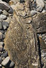 East side, Seawall Rd, So. of Manset, Mt. Desert Is, Maine
