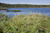 West side, Seawall Rd, So. of Manset, Mt. Desert Is, Maine