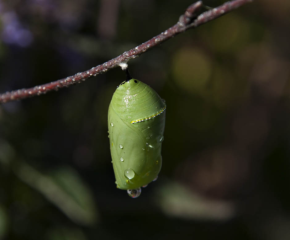 Early Chrysalis