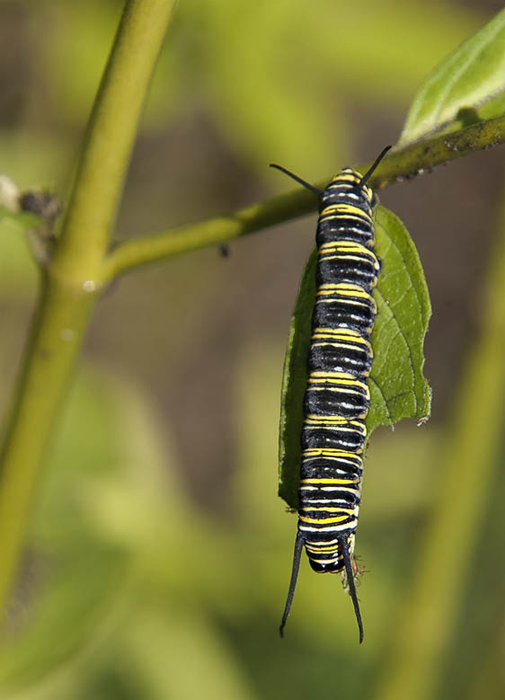 Getting Ready to Pupate