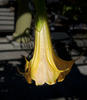 Sample image from gallery