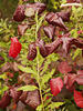 Sample image from gallery