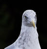 Sample image from gallery