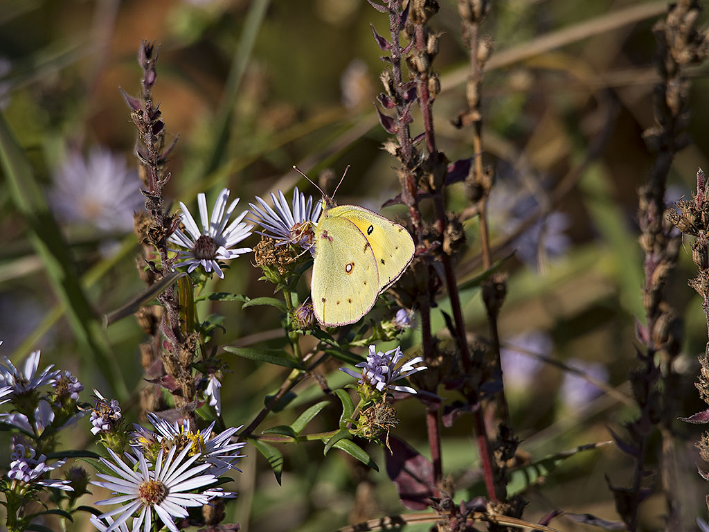 Clouded Sulphur