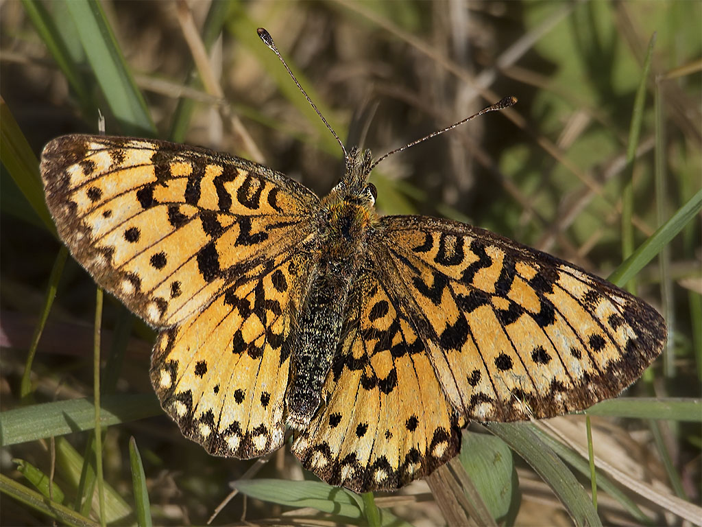 Silver-bordered Fritillary, cropped