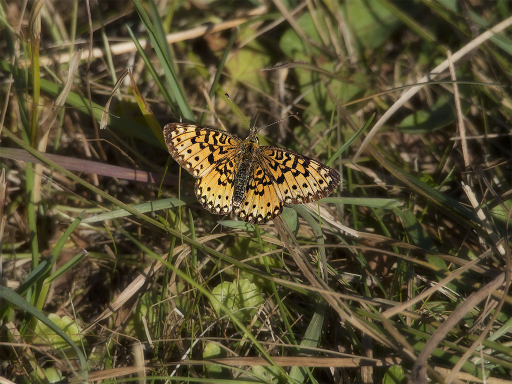 Silver-bordered Fritillary