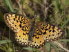 Sample image from gallery