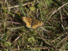 Silver-bordered Fritillary