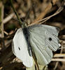 Cabbage White, cropped