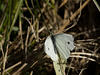 Cabbage White