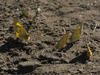 Clouded Sulphur Regatta