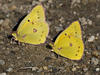 Clouded Sulphurs, Port Tack
