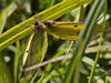 Clouded Sulphurs Snogging