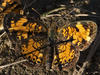 Pearl Crescent, closer crop