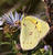 Clouded Sulphur, cropped
