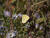 Clouded Sulphur