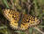 Silver-bordered Fritillary, cropped