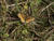 Silver-bordered Fritillary