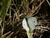 Cabbage White