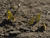 Clouded Sulphur Regatta