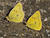 Clouded Sulphurs, Port Tack