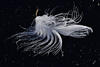  9208823croofm