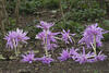  A049676croofm