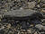  A049635croof20