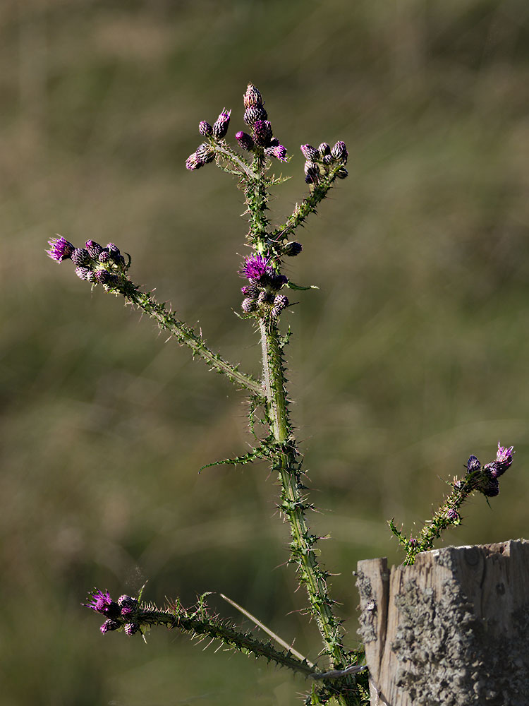  A009392croofm