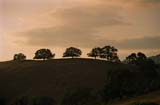 siltrees